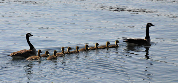 Family of Canadian Geese